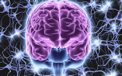 The Vagus Nerve: Why It Matters for Stress, Healing, and Whole-Body Wellness