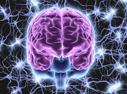 image of brain and nervous system